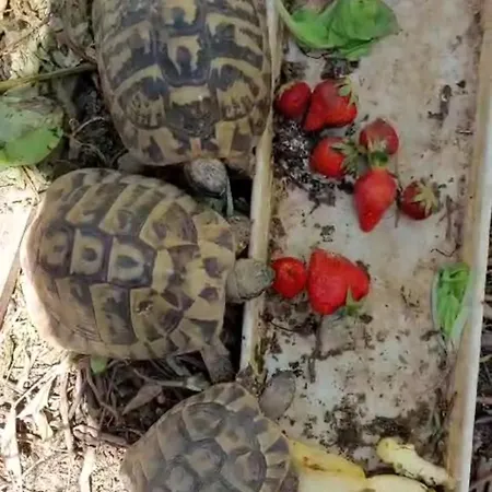 Arya Apartmán Podstrana