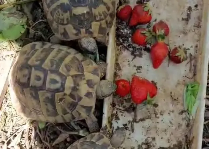 Arya Lejlighed Podstrana